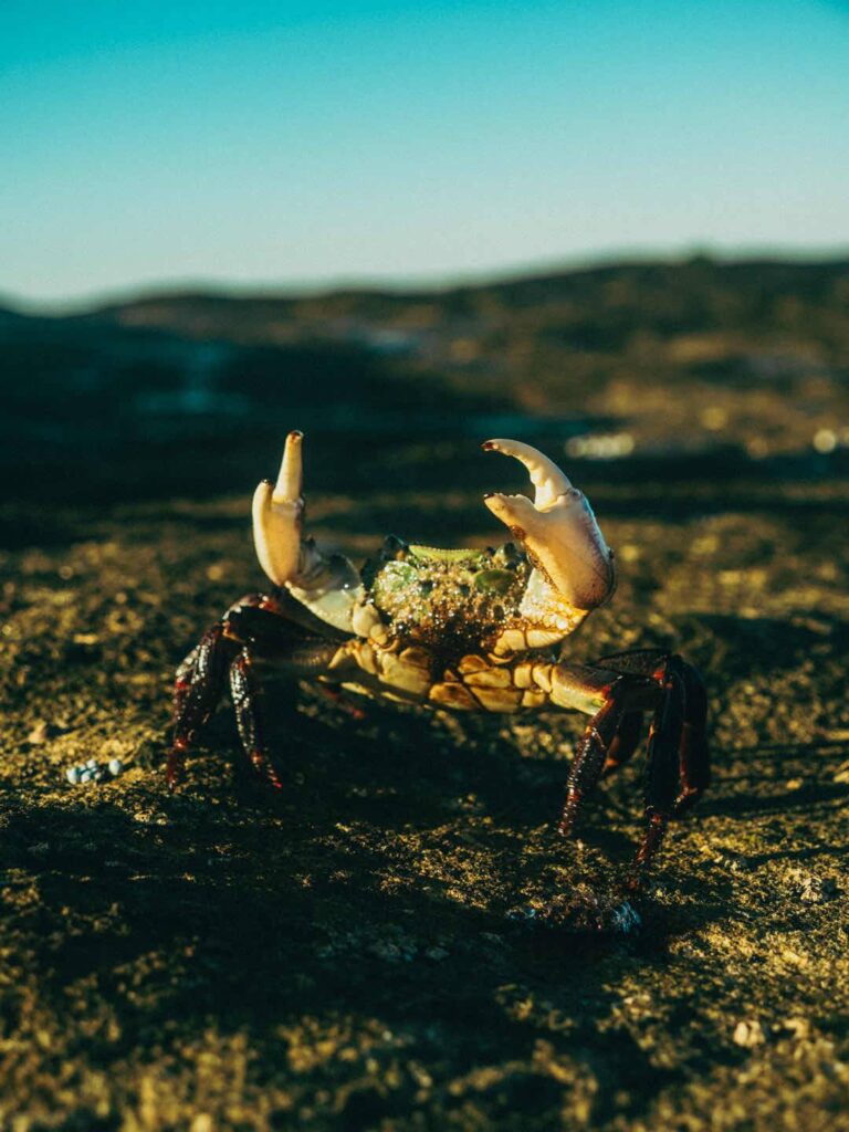 Jour 6, 7 – CRABE!